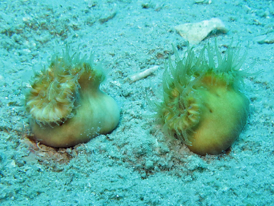  Heteropsammia cochlea (Walking Dendro)